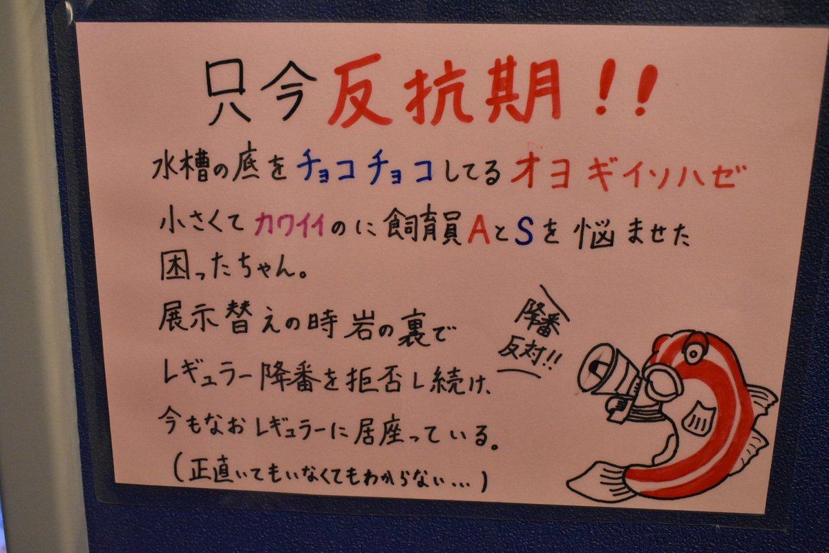 まるぴょんぬ 竹島水族館の手書き魚紹介がいちいち面白いしイラストがかわいい 竹島水族館 In 蒲郡市 愛知県 T Co Cjkpthj9ec