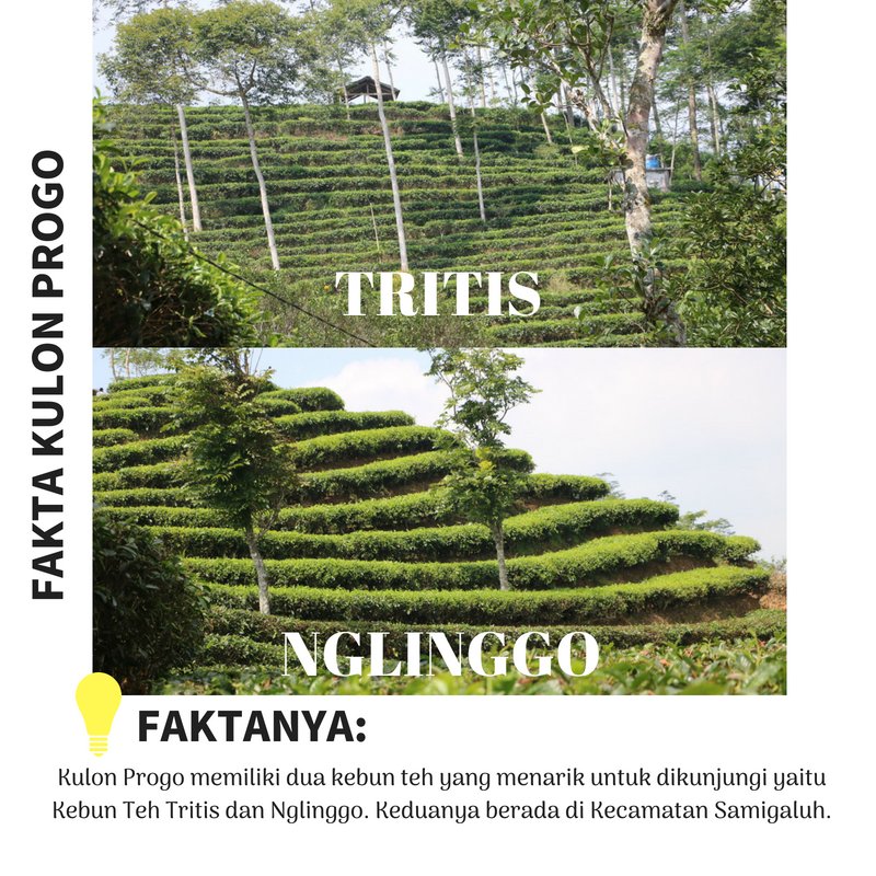 dinaskominfokp's tweet image. Selamat siang! Sedikit fakta Kulon Progo untuk santapan siang ini. Boleh juga jadi tujuan wisata di weekend ini.

#KulonProgo
#TheJewelofJava 
#FaktaKP