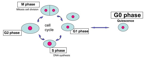 Cancer Biology and Therapeutic Oncology on Twitter: "Study revealed ... Biology Diagrams