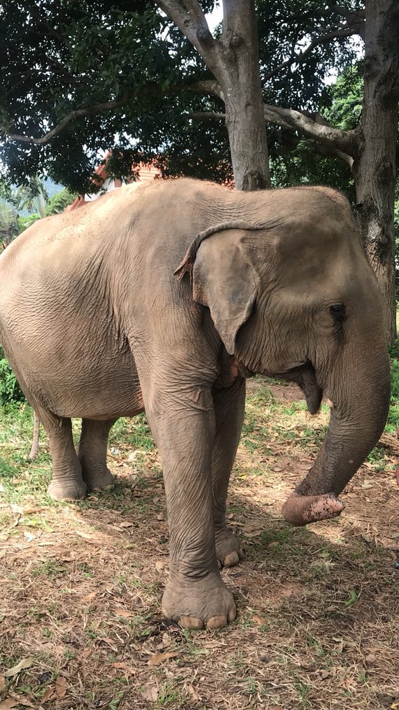 So sorry for the twitter photo spam but...🐘💚🐘