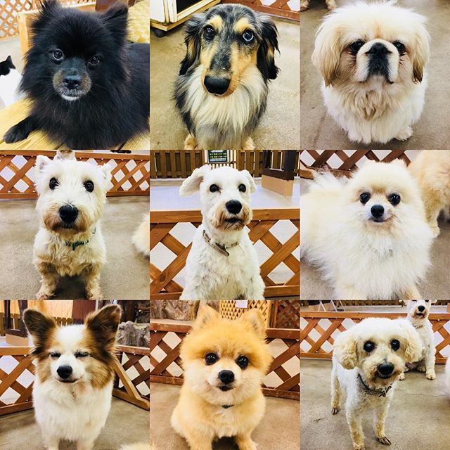 那須どうぶつ王国 En Twitter わんにゃんリビングの小型犬たち 一部ですが 那須どうぶつ王国 Nasuanimalkingdom ふれあいワンニャンリビング 小型犬