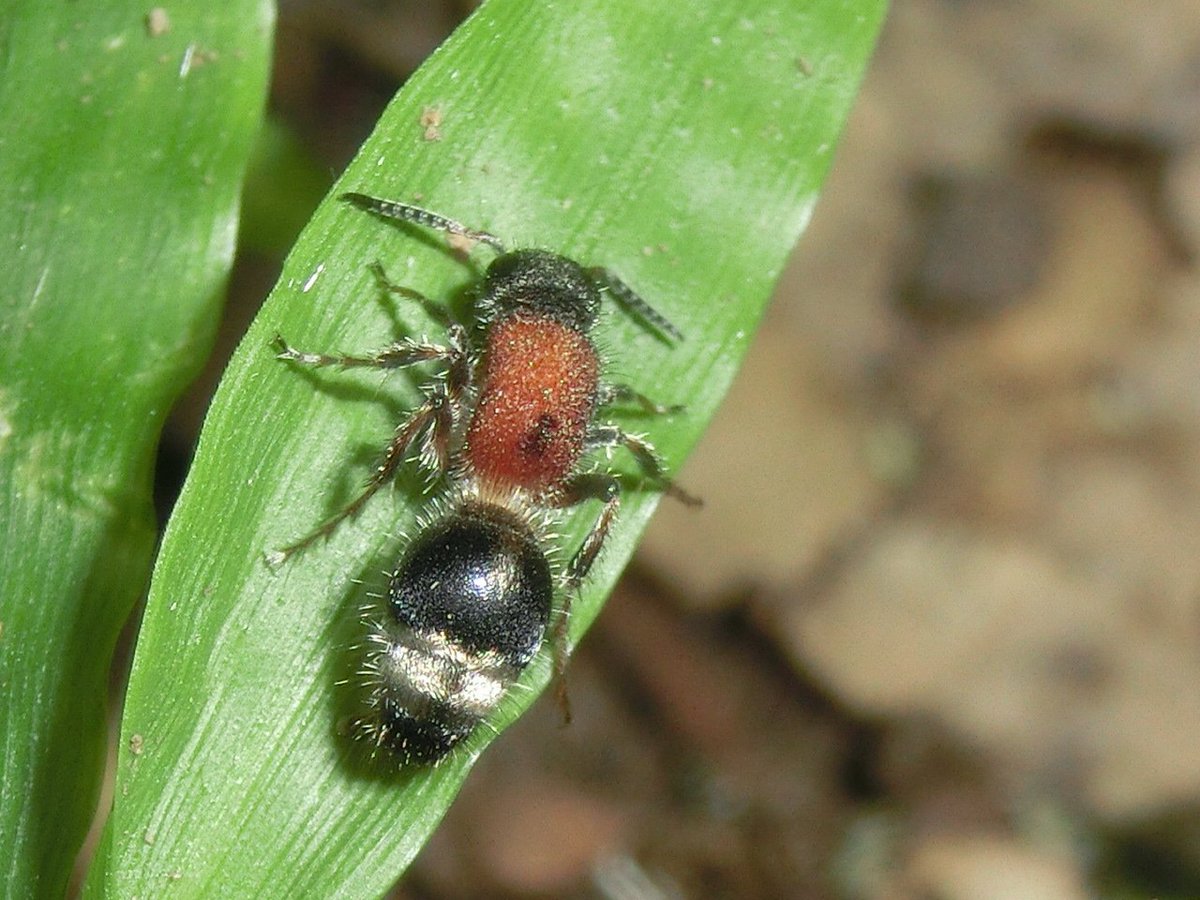 風信子 かのこ No Twitter ややこしい生き物の名前 アリバチ ツヤアリバチ アリバチモドキ アリモドキバチ アリガタバチ 全部違う蜂 の仲間 みたいな なおアリ も分類上は蜂の仲間 ハチ目アリ科 日本人のお名前っ