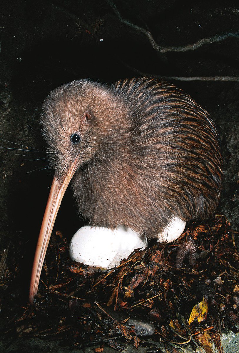 птица киви птенец. птица киви в новой зеландии. птица киви ареал. есть ли птица киви. новозеландия птица киви.