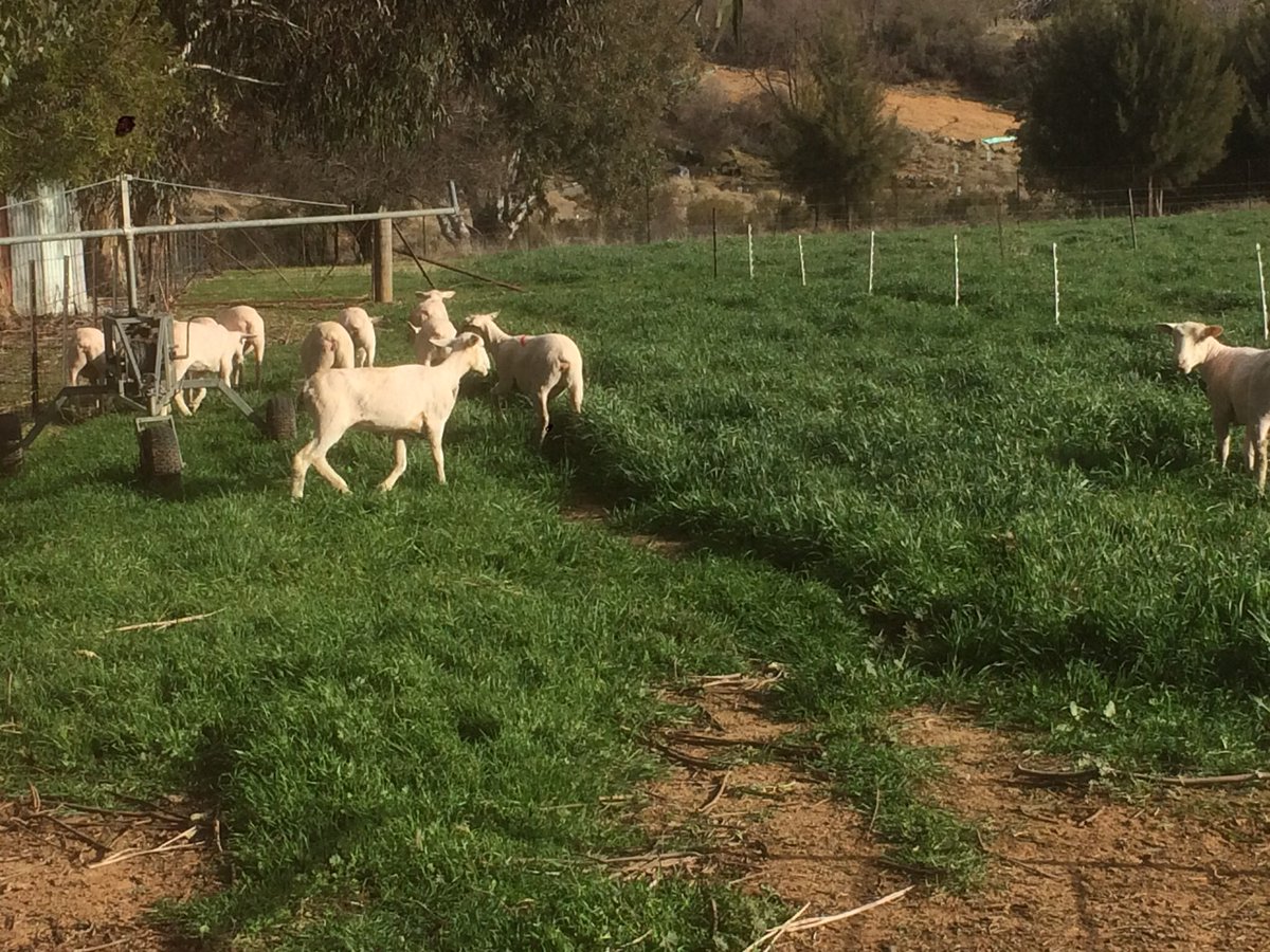 yhsag1's tweet photo. Young ewes start ‘strip-grazing’ oats today after Y11 PI learnt about electric fencing https://t.co/Xz2ouRFTi9