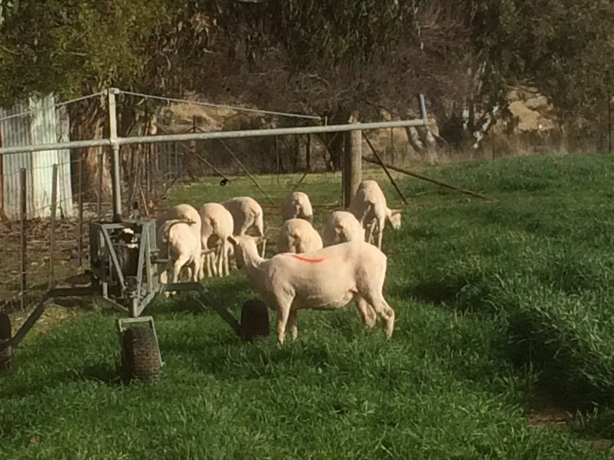 Young ewes start ‘strip-grazing’ oats today after Y11 PI learnt about electric fencing