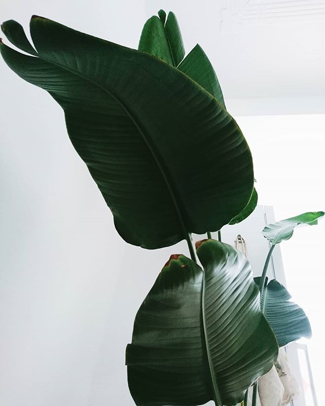 samaraparker's tweet photo. New friend🌱

@saskiamichelle bakfietsed her all the way home from @roodenbloem 💕💕🙏💕💕 https://t.co/tVDesrnb4j https://t.co/FbSotaI7jy