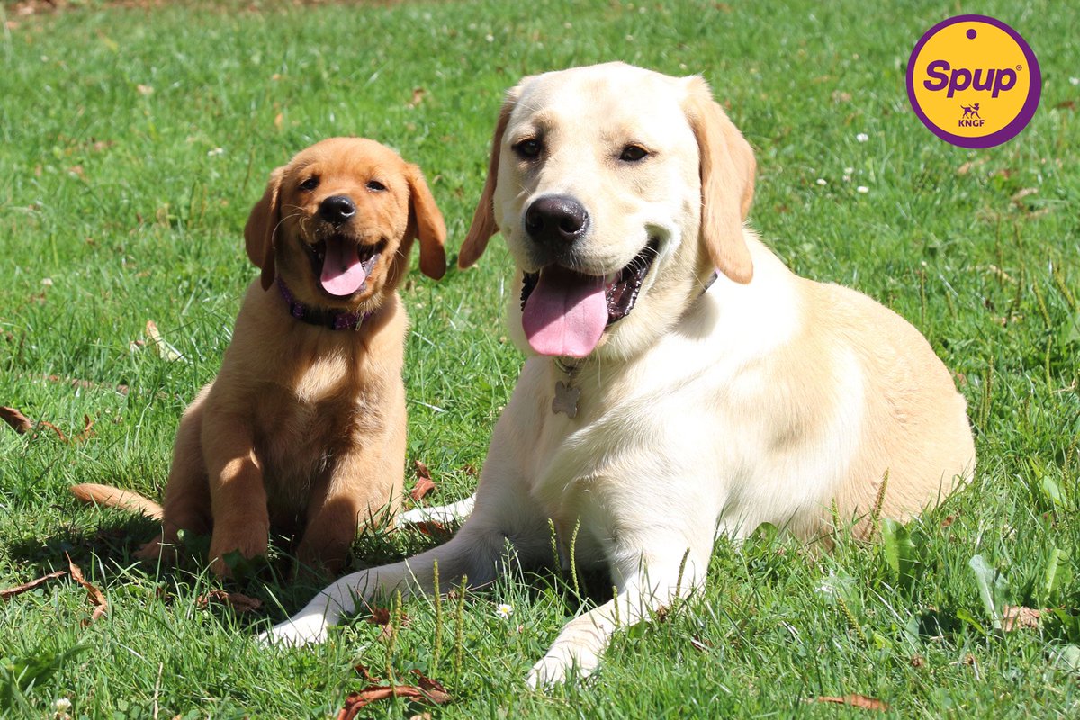 Wat een vrolijke foto van pup Nobel en (kngf)huisgenoot Zandro. Nobel is  een kruising Labrador x Golden Retriever. Voorlopig is hij vooral druk met  eten, spelen en slapen :-). Steun zijn opleiding, image size:1200x800