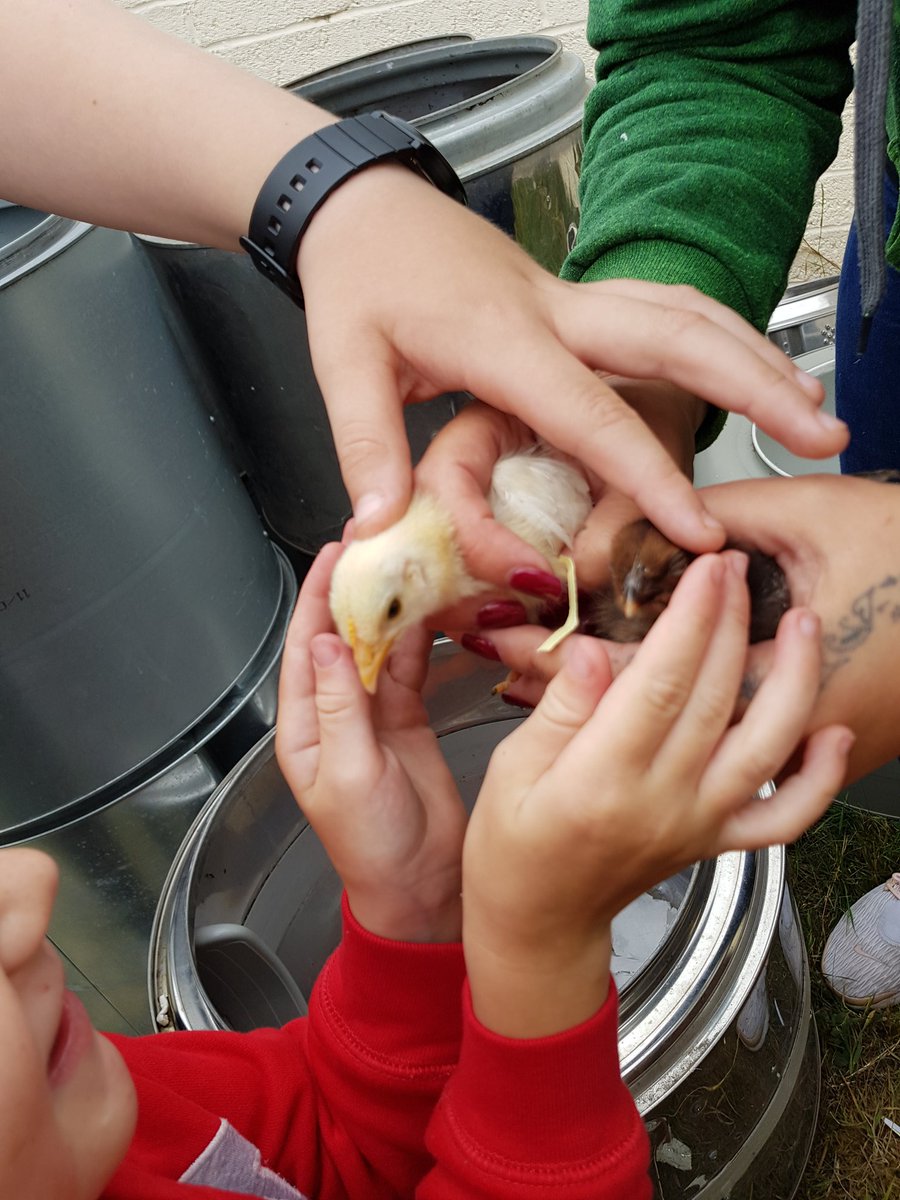 KinsellaColman's tweet photo. @coophousingie We also have chickens #sustainableliving https://t.co/tKp5AbEBx1