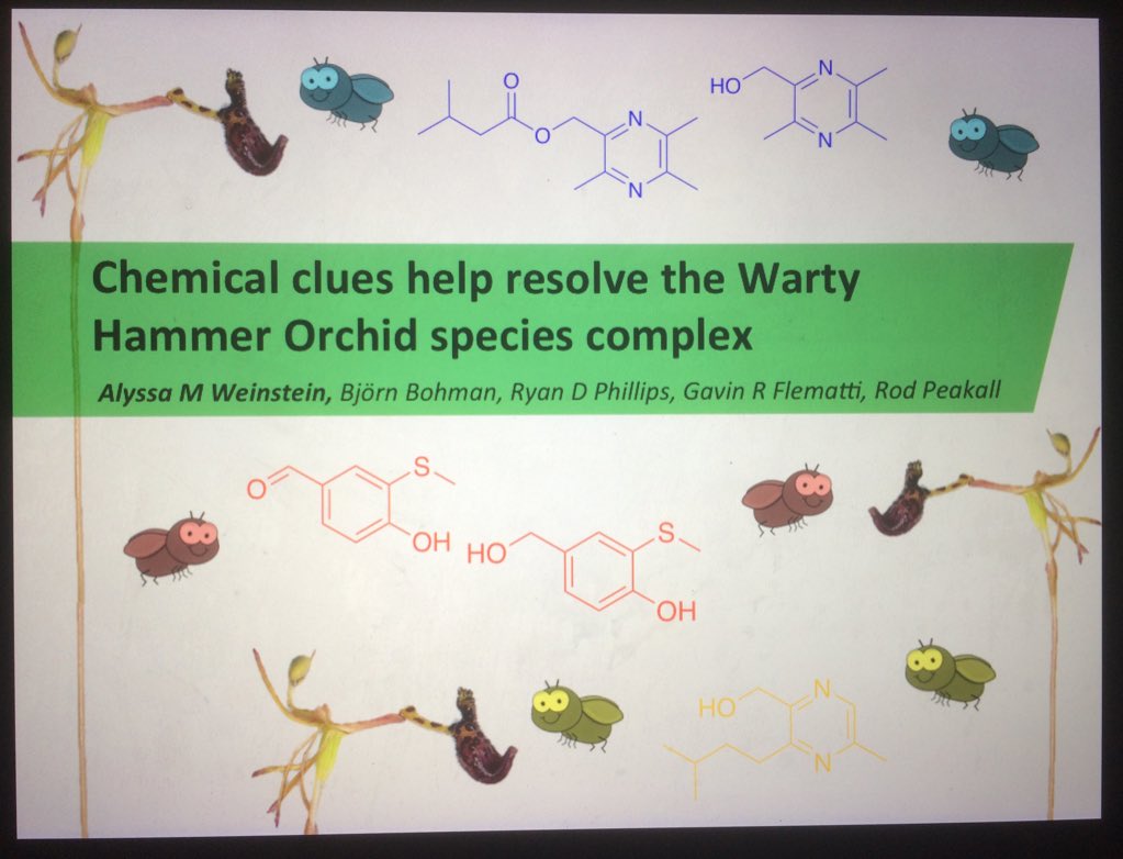 lys_m_weinstein's tweet photo. #ISCE2018 come see how chemical clues can help delimit cryptic orchid taxa! If nothing else, there will be an orchid-wasp porn movie. 5pm, Lehár Hall! @EcoEvo_ANU @SMS_UWA https://t.co/SHvlO5jnRP