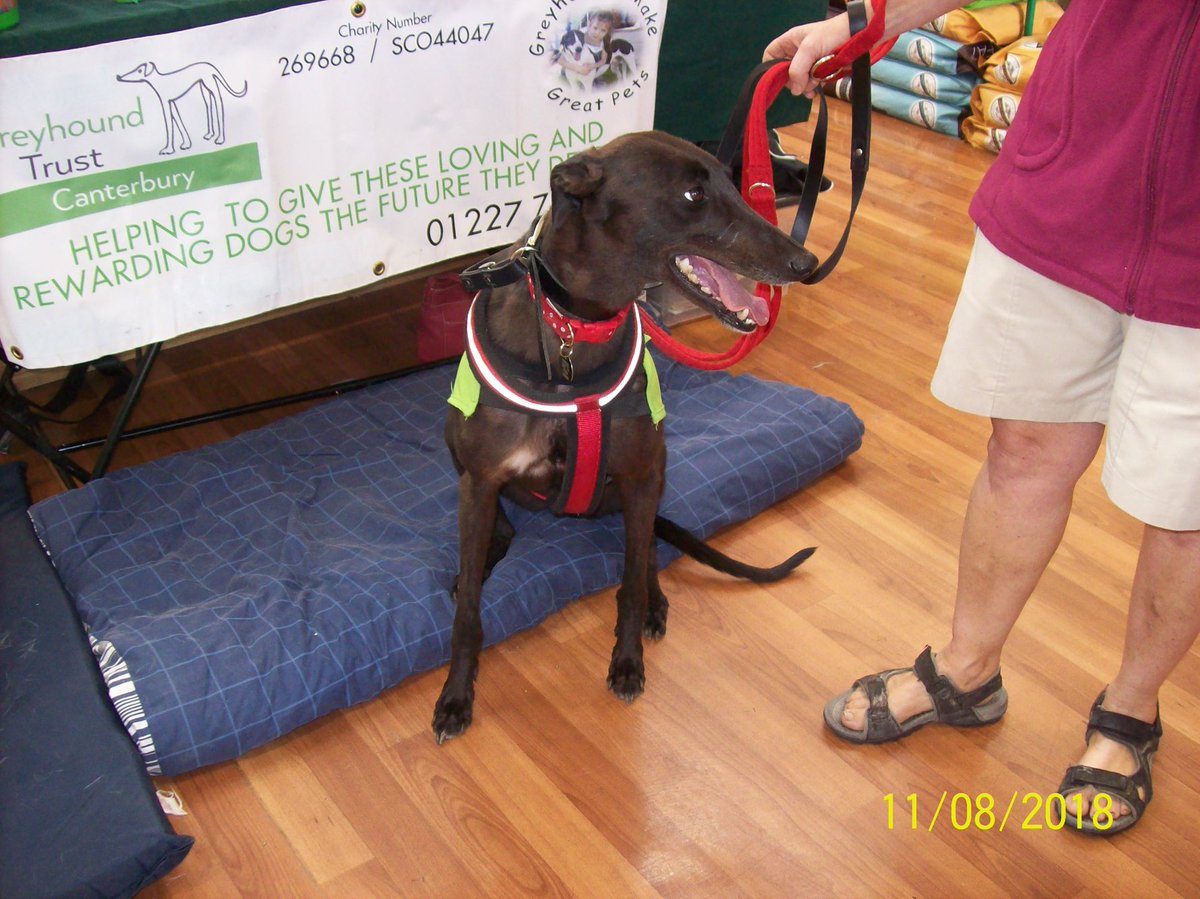 RetGreys_Cbury's tweet image. Amazing news! Trixie, who we rehomed 10 weeks ago, has just passed her tests to become a Pets As Therapy dog. She will be going into care homes and providing comfort and love to residents. #Greyhounds really are the gentlest souls 💕. #patdog @greyhoundtrust