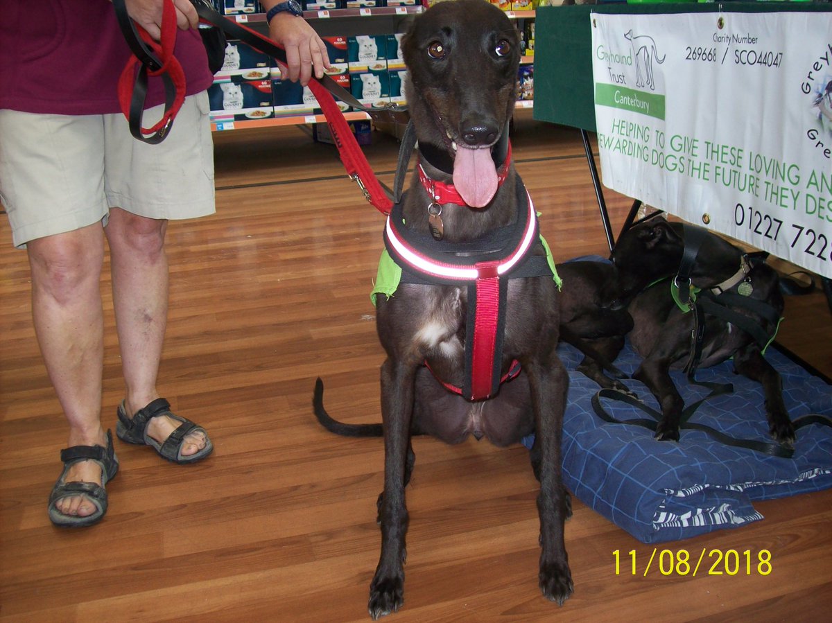 RetGreys_Cbury's tweet image. Amazing news! Trixie, who we rehomed 10 weeks ago, has just passed her tests to become a Pets As Therapy dog. She will be going into care homes and providing comfort and love to residents. #Greyhounds really are the gentlest souls 💕. #patdog @greyhoundtrust
