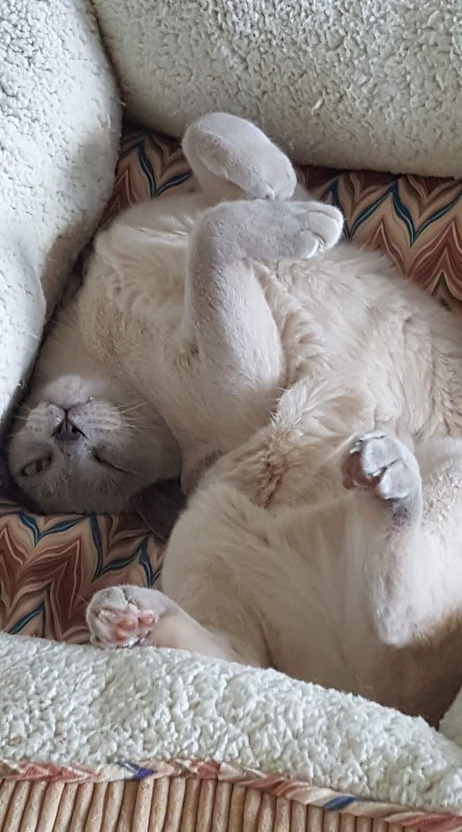 millyfromoz's tweet photo. #ThrowbackThursday when it was the middle of summer but I wouldn't get out of my fluffy bed. #CatLogic #SillyMilly https://t.co/ksBd89z1kE