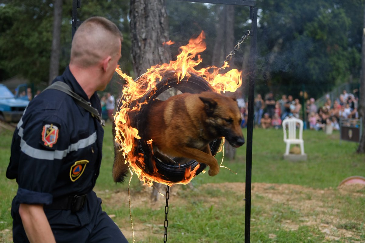 riisc_7's tweet image. A l’occasion de la Saint Roch, patron des unités #cynophiles, l&apos;#uiisc7 souhaite une bonne fête aux #cynos et à leurs camarades à quatre pattes!
