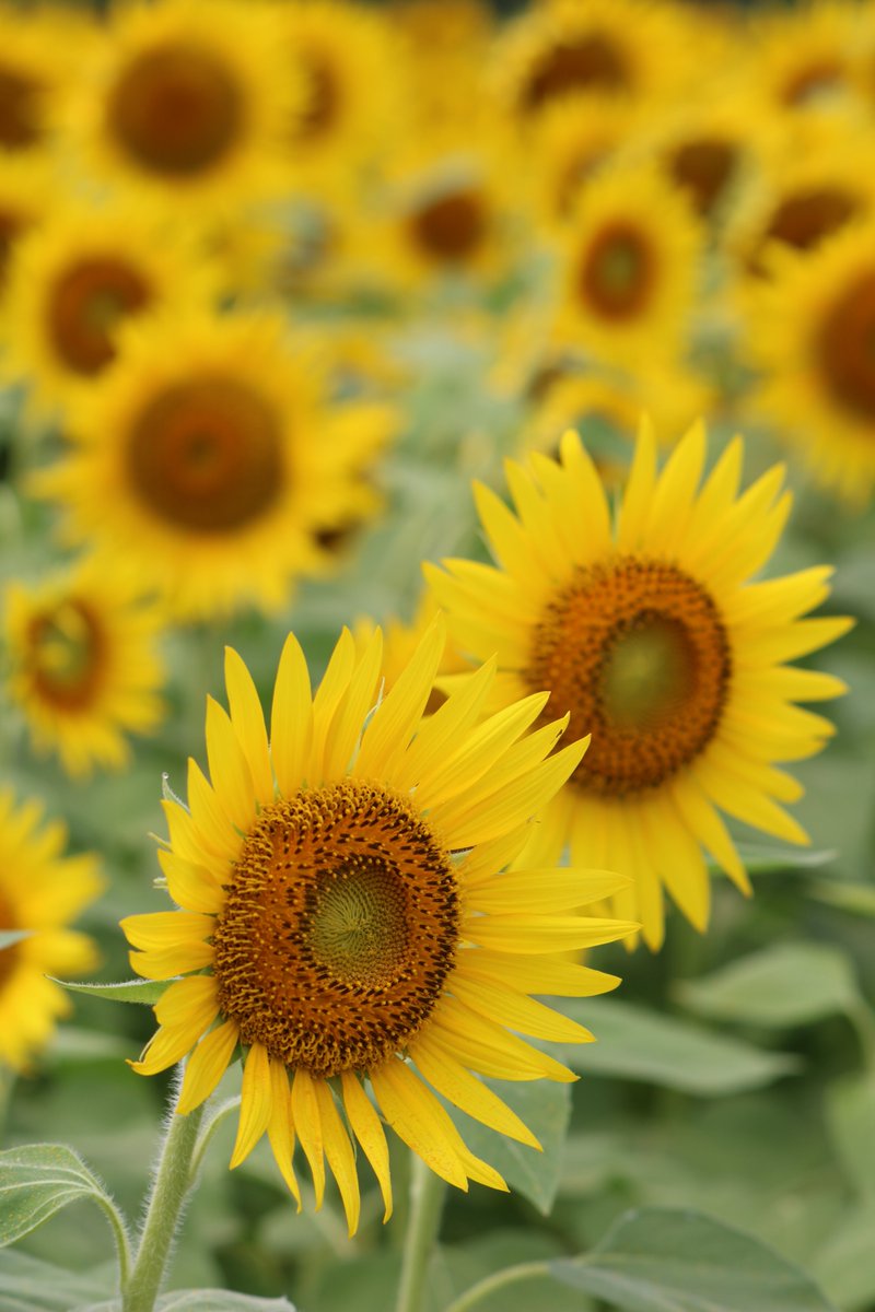 Nobu 平成30年度益子のひまわり祭り 画像 益子のひまわり祭り 益子町上山地区 約10ha 東京ドーム約２個分 ひまわり畑 益子町観光協会