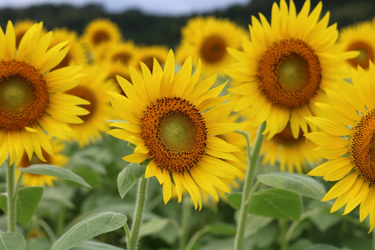 Nobu 平成30年度益子のひまわり祭り 画像 益子のひまわり祭り 益子町上山地区 約10ha 東京ドーム約２個分 ひまわり畑 益子町観光協会