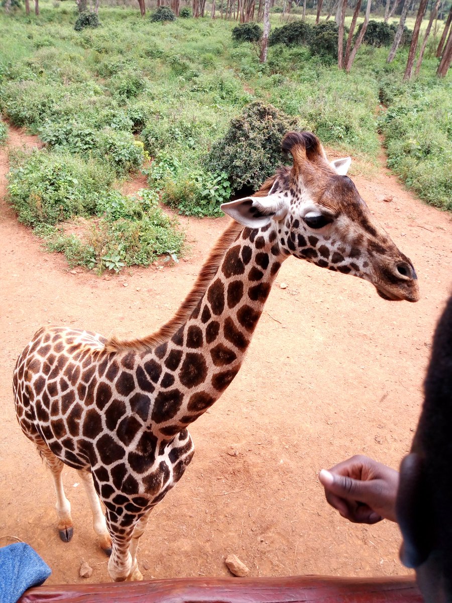 tosh_sungu's tweet photo. Giraffa Cameloparadarlis. Is even toed angulate mammal, the tallest living terrestrial animal and the largest ruminant... spoted @GiraffeCenter appreciate and protect this endegered species #the_environmentalist #naturalresourceconservation https://t.co/WjuBvQPL6M