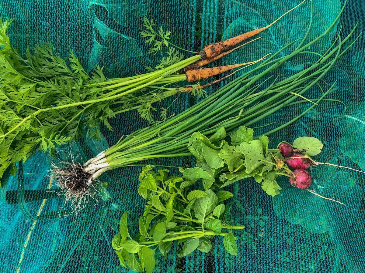 bmg_app's tweet photo. Carrots, spring onions, mint and radishes from Harry's Garden. Things are coming along nicely #gyo #gardening https://t.co/OOnfkOCRgA