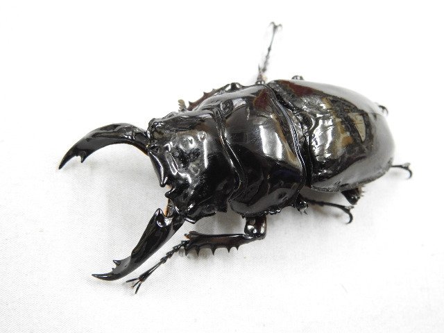 تويتر クワガタ カブトムシ専門店 ドルクスグッズ على تويتر 入荷情報を更新しました インドネシア便6種 ブリード物クワガタ13種入荷しました ボルネオ島北部 南部産マンディブラリス レギウスツヤ フォルスター2種 赤みの 強い綺麗なトカラノコ等入荷情報