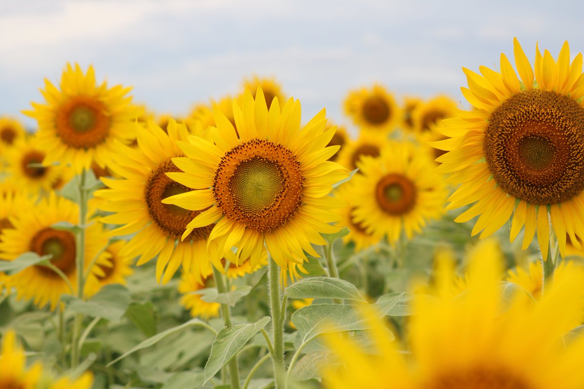 Nobu 平成30年度益子のひまわり祭り 画像 益子のひまわり祭り 益子町上山地区 約10ha 東京ドーム約２個分 ひまわり畑 益子町観光協会