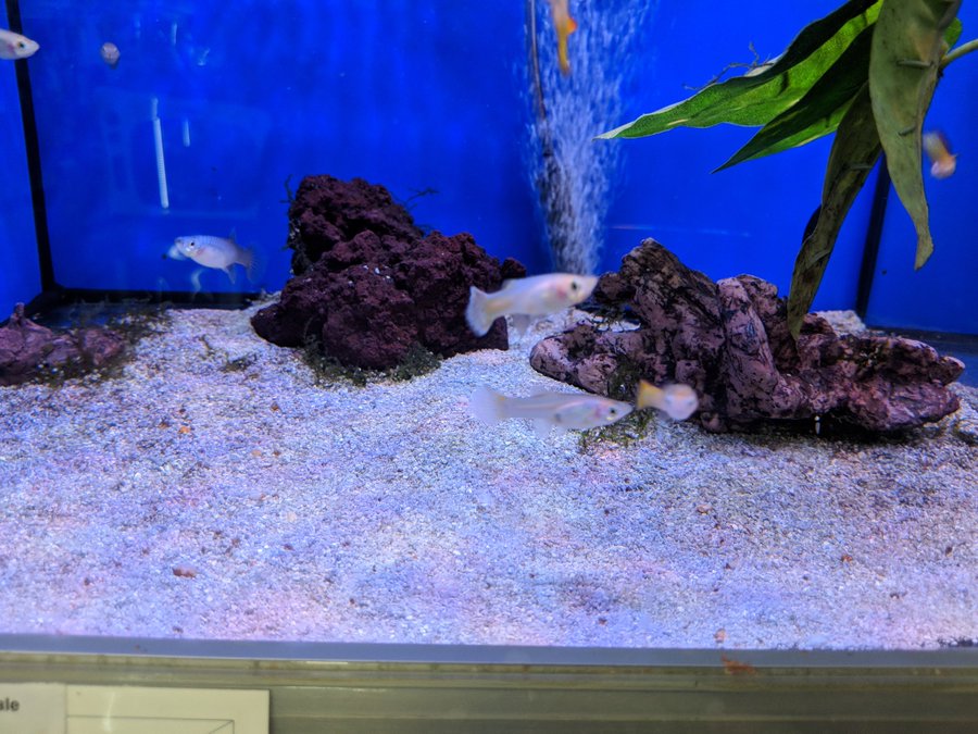 グッピーの名前の由来や英語の読み方について 熱帯魚 淡水魚 海水魚の図鑑