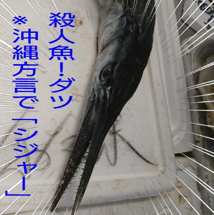 お魚戦隊のカーズー בטוויטר まくぶブルーが沖縄の魚を紹介してみたベラ 沖縄 魚 魚戦隊 お魚戦隊 紹介 ダツ ヤバい魚 危険な魚 那覇 ぬいぐるみ ぬい撮り 戦隊好きとつながりたい お魚戦隊のカーズー בטוויטר まくぶブルーが沖縄の魚を紹介してみたベラ 沖縄 魚 魚戦隊 お魚戦隊 紹介 ダツ ヤバい魚 危険な魚 那覇 ぬいぐるみ ぬい撮り 戦隊好きとつながりたい