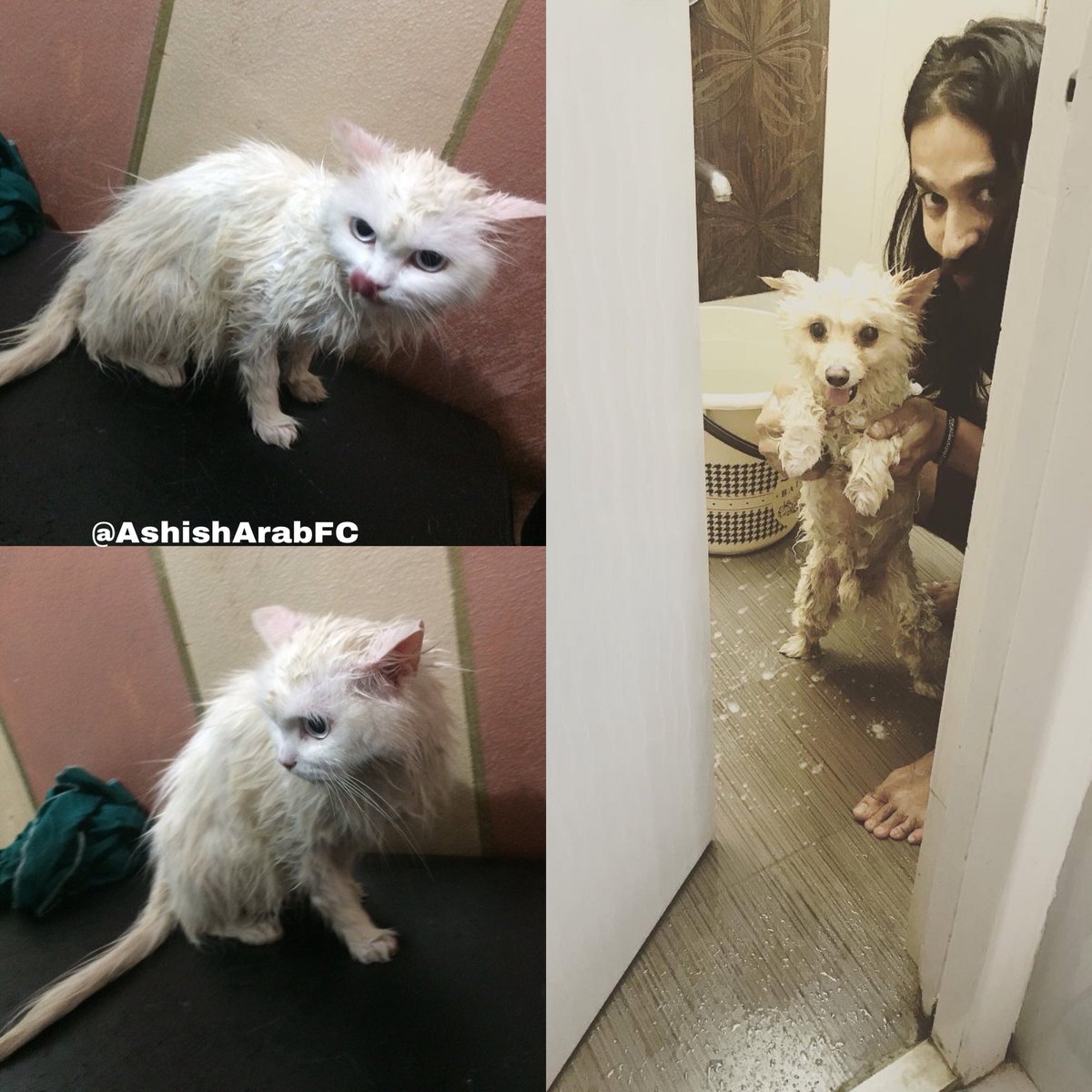 AshishArabFC's tweet photo. #Candy Bath 🛀 time For Eid 😂
Looks like #Toofan
same to same 😁
#Toofan #Candy_cat #Petlove #unconditionallove
#AshishSharma
@ashish30sharma @ArchanaTaide @ashish_sharmaFc @TeamAshishians https://t.co/MgGuqYO3bp