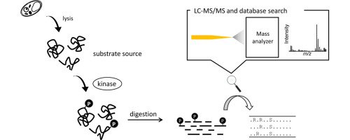 read polymers in