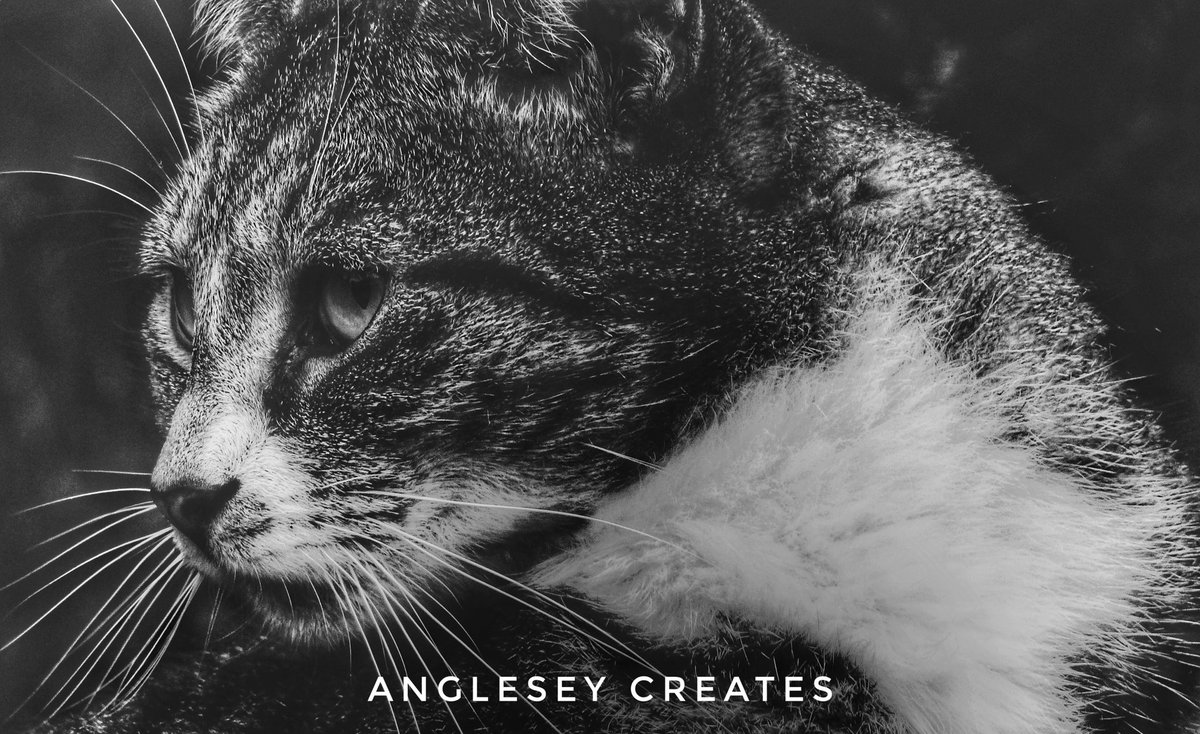 AngleseyCreates's tweet image. 🐱📷 #photography #anglesey #cat #CatsOfTwitter #photographer