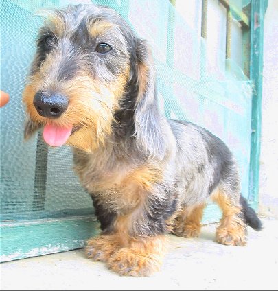 APaltrinie's tweet photo. CAMELIA AND CRASH DI MARPAL- mini dachsund wire black and tan and b.t.dapple😘 https://t.co/SSHxU7gKst