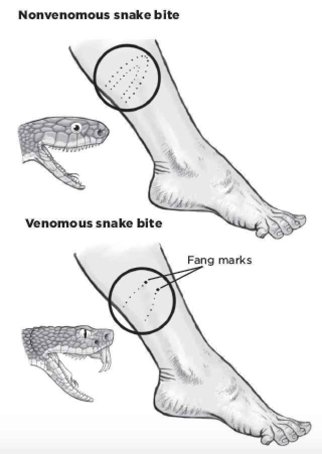 AlfrescoBound's tweet photo. Wearing high rise #boots are important for your #hikes because you never know what you can step on. And yes! you can encounter snakes. Sometimes you won’t be able to know what kind of snake bit you but fortunately the bite mark can give you some clues 👍 https://t.co/OjhB8dJObE