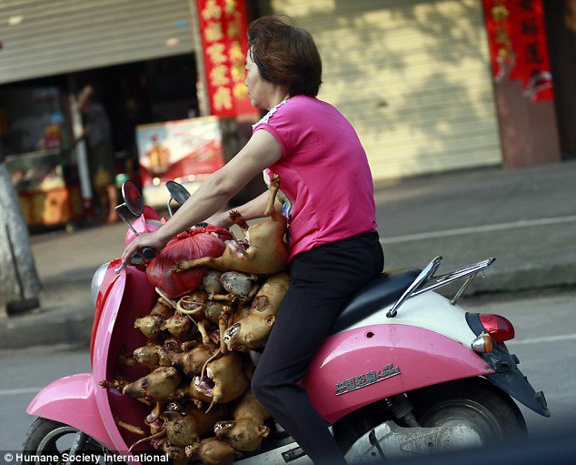 TibetPeople's tweet photo. @ChinaPetShow #China is treating #Tibetans same as they treat dogs, cats &amp; fur animals, do you know this?

#cips2018 #petshow #ccp #xijinping https://t.co/7Yyb8shUJr