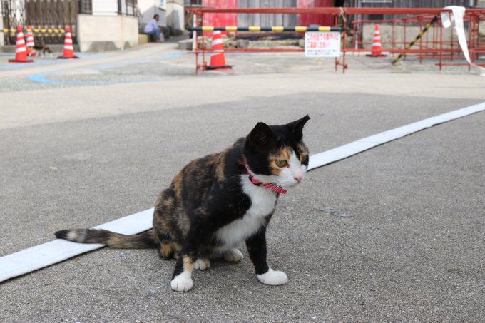 ドキンちゃん の評価や評判 感想など みんなの反応を1時間ごとにまとめて紹介 ついラン