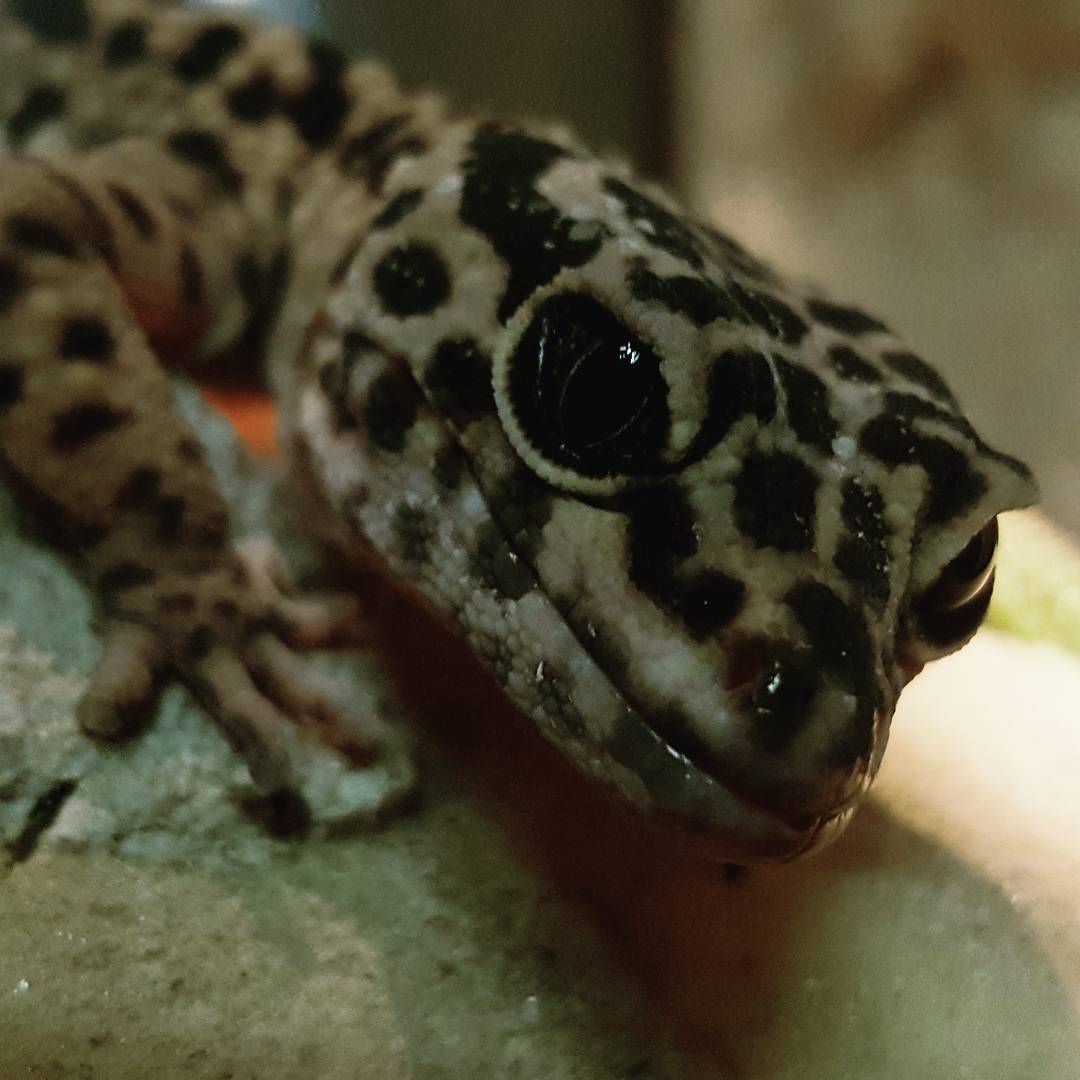 Luipaardgekko (Eublepharis macularius) #animal #animals #zoo #Eublepharismacularius #gecko #leopardgecko
