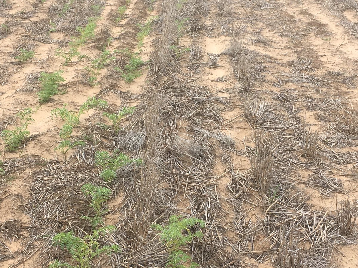 Sacoa SE14 used on the left. Seeded on the 27 April on a very non wetting sand hill. 2 August 27 mm of rain left came up but the right seed still in dry soil. Might need more exploring for next year. Total rainfall for the year 93 mm