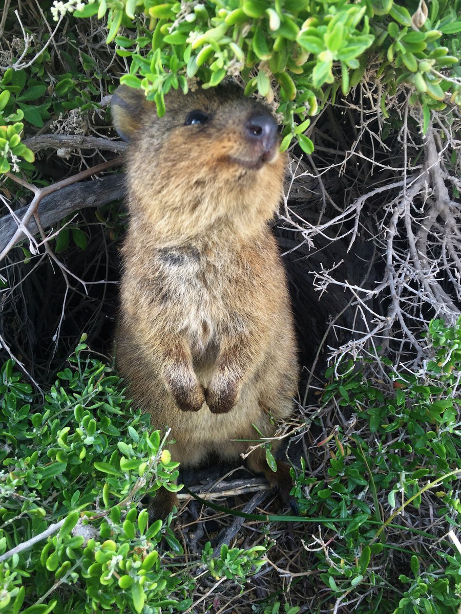 kimberseas's tweet photo. my calculations show that quokkas decrease stress significantly 📚📉
#MResMBIO #dissertation https://t.co/cPrT4b4gZz