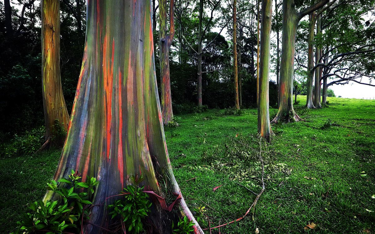 Eucalyptus deglupta is a tall tree, commonly known as the rainbow eucalyptus (and you can easily see why) bit.ly/1Lv65MY