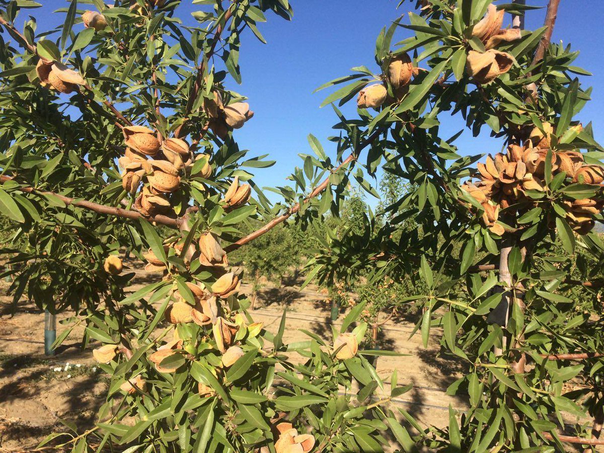 Compartimos imágenes de almendros en seto que forman parte de nuestro ensayo de marcos y variedades ubicado en 'La Mata'. Variedad Guara. Estamos a la espera de que obtengan el nivel óptimo de humedad para su cosecha. <a href="/novalmendro/">Novalmendro</a> es una marca de @todolivo para otros frutales.