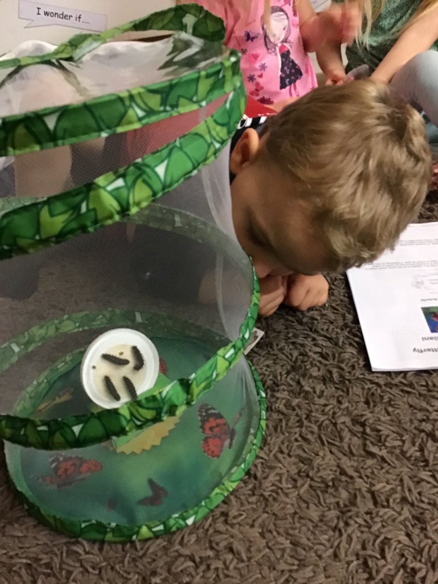 snapatworth's tweet photo. Wow, our Caterpillars have transformed into a Chrysalis 🐛 Now to watch the process of them grow into Butterflies 🦋 Pre School think they will be silver, red, blue, green and multicoloured. #wholeprocess #butterflies #theworld @insectlore https://t.co/o4zrRbICzx