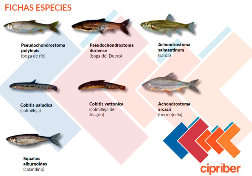 LIFEcipriber's tweet photo. Más información sobre el conjunto de los LICs (Lugares de interés comunitario) del proyecto que se presentan en las siguientes cinco especies, incluidas en el Anexo II de la Directiva Hábitats #ProyectoLIFE #Cipriber #Tajo #Duero https://t.co/wRhmorpp8D