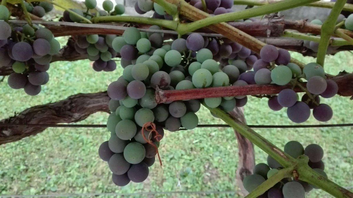 eVineyard_es's tweet photo. Envero de la uva 🍇 en el viñedo #vendimia18 😍🍷 https://t.co/tnEiJ7ImYj
