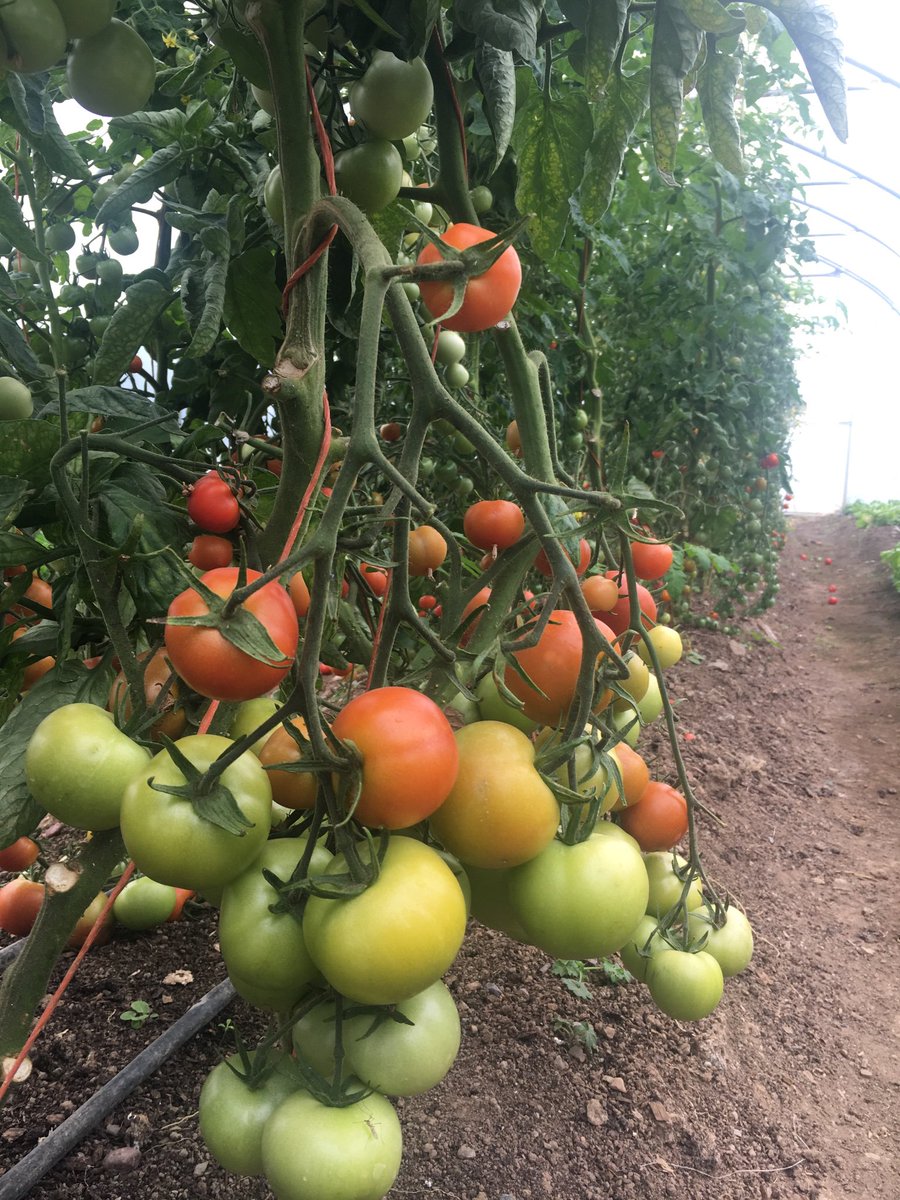 Our walking trail takes guests down memory lane and to our organic garden, created in loving memory of Dick Fitzgerald. His love for farming lives on in our hotel and we are blessed that this produce fills our menus. #OriginalIrishThursday #heritagehotel #heritageweek #memories