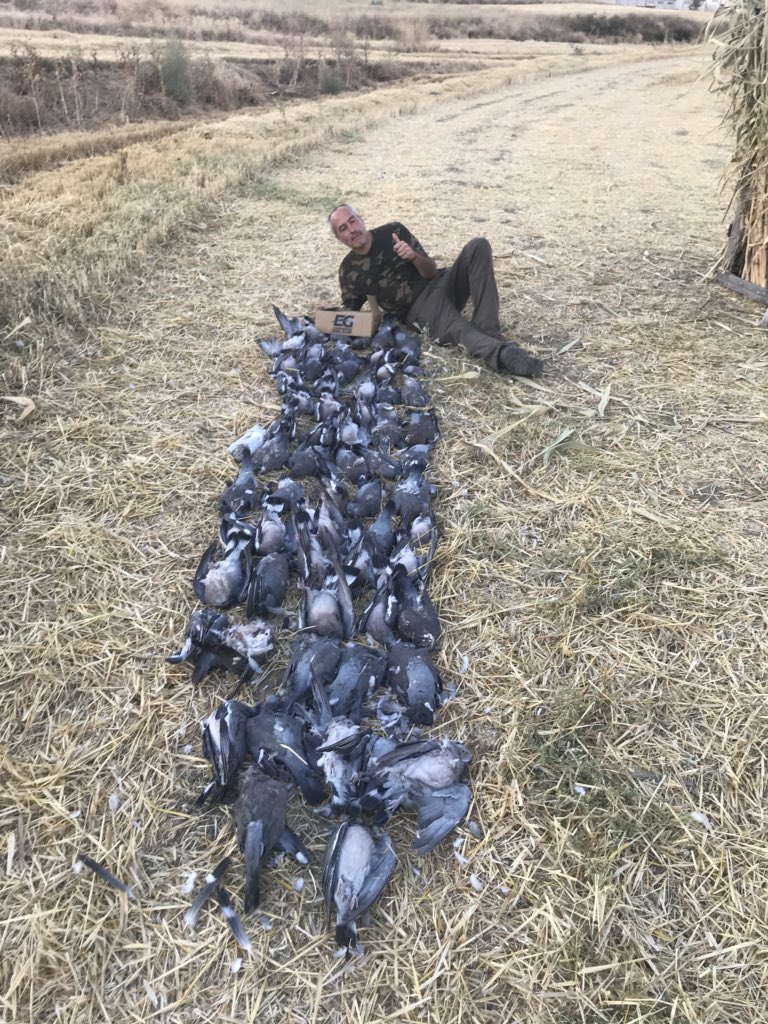 Ayer tuve la oportunidad de probar los cartuchos españoles <a href="/EGDelSur/">CARTUCHOS  EG DELSUR</a> y la verdad que muy sorprendido por su calidad. Felicidades por un producto tan competitivo. Y gracias a <a href="/armerialagacela/">J.L.A.B.</a> por recomendármelos, como siempre no falla en sus consejos.