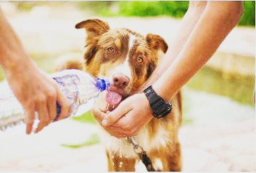 Pet Food Institute tweet media