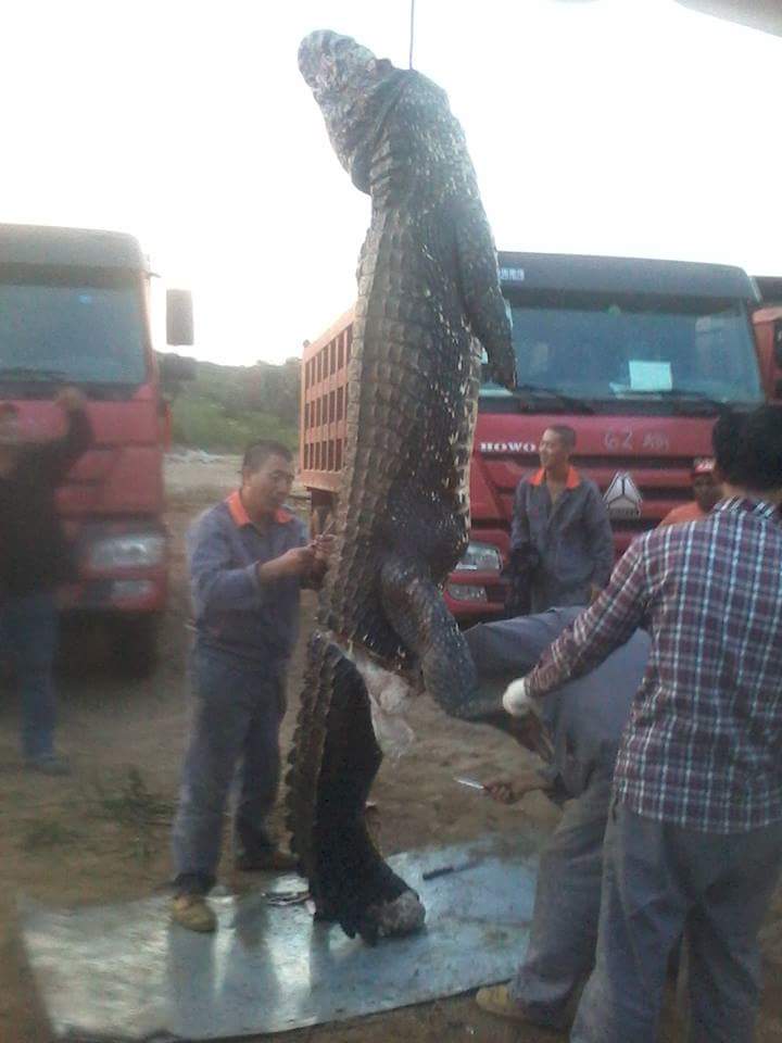 YasitVargas's tweet photo. @evoespueblo  hdp vende patria los chinos estan jodiendo nuestra fauna, evo tu y tu lambe culos son la peor desgracia que le paso a Bolivia, malditos desgraciados mi pais esta yendo de mal a peor. https://t.co/Czhp9jhidZ