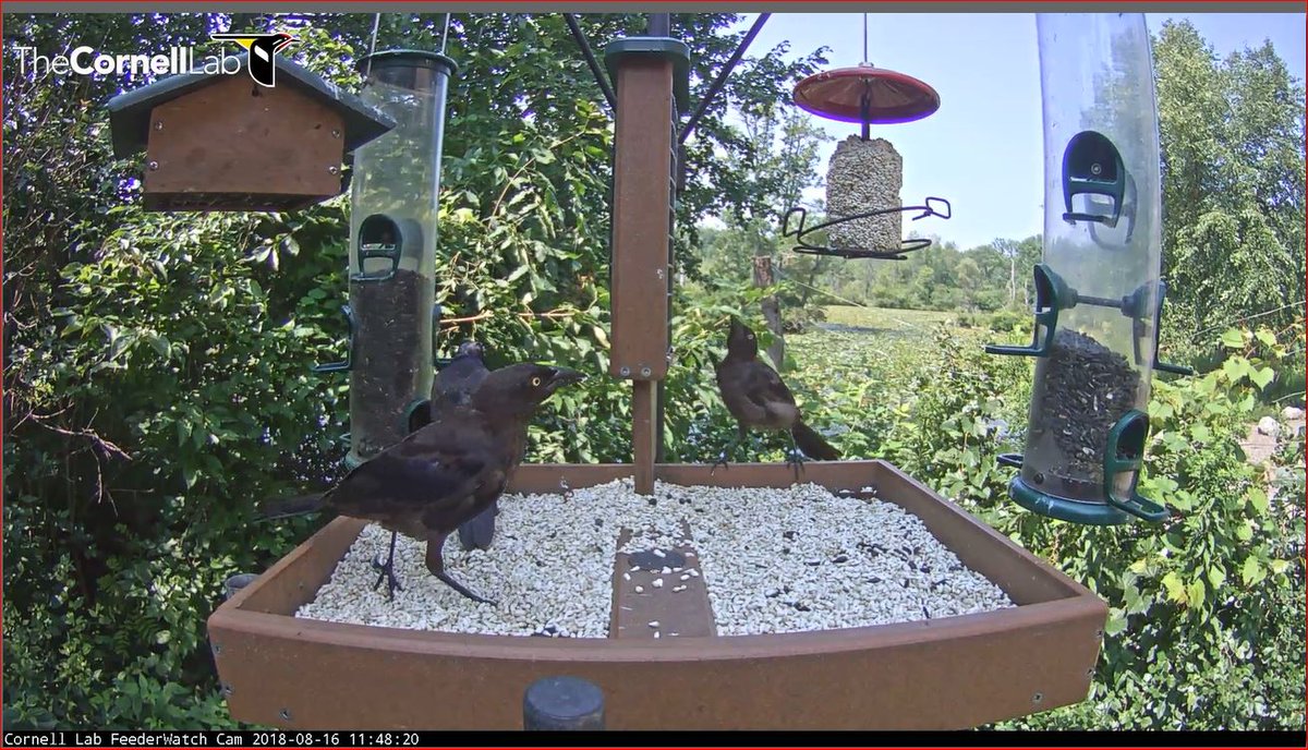 Feederwatch Cam On Twitter 08 16 11 48 Did You Know That Birds