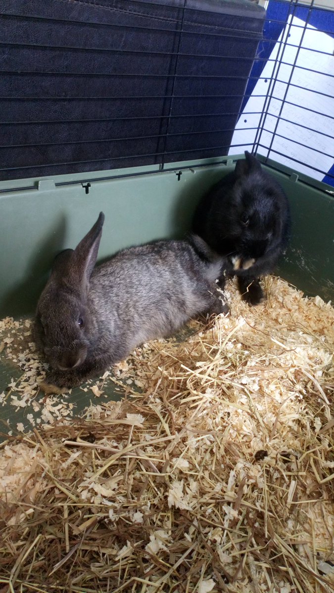 AnyaNunn's tweet photo. Jareth and Ziggy are such posers. https://t.co/HJ7wg3ENrO