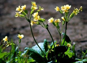 TreeLogga's tweet image. Janet Suzman, from the Royal Shakespeare Company, tells @WoodlandTrust what trees mean to her buff.ly/2MiCaAE #MyTreeStory