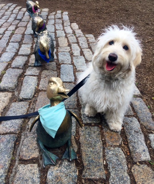 RoseBuddyDog's tweet photo. TBT to riding the Commuter Rail into Boston this summer to visit the Public Garden and the Mallards!  #MakeWayForDoodles! #MedfieldProjectHappiness @happyblakers https://t.co/k17lK0mJQb