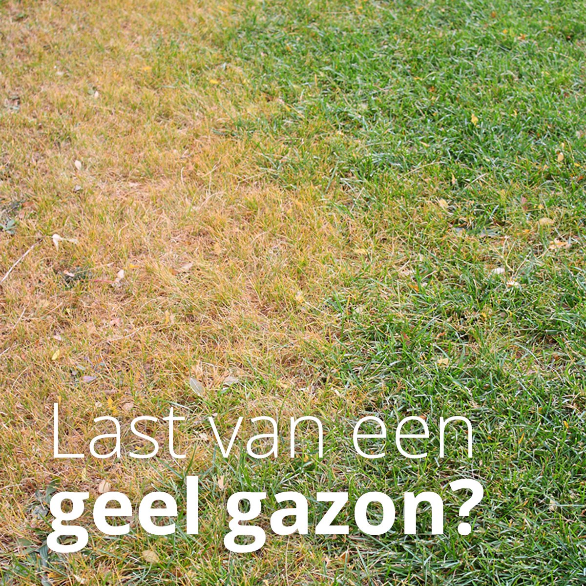 Heb je ook last van een geel en dor gazon? Daar kan wat aan gedaan worden! In 5 stappen helpen we je naar een mooi, groen gazon. bit.ly/2OBG18D