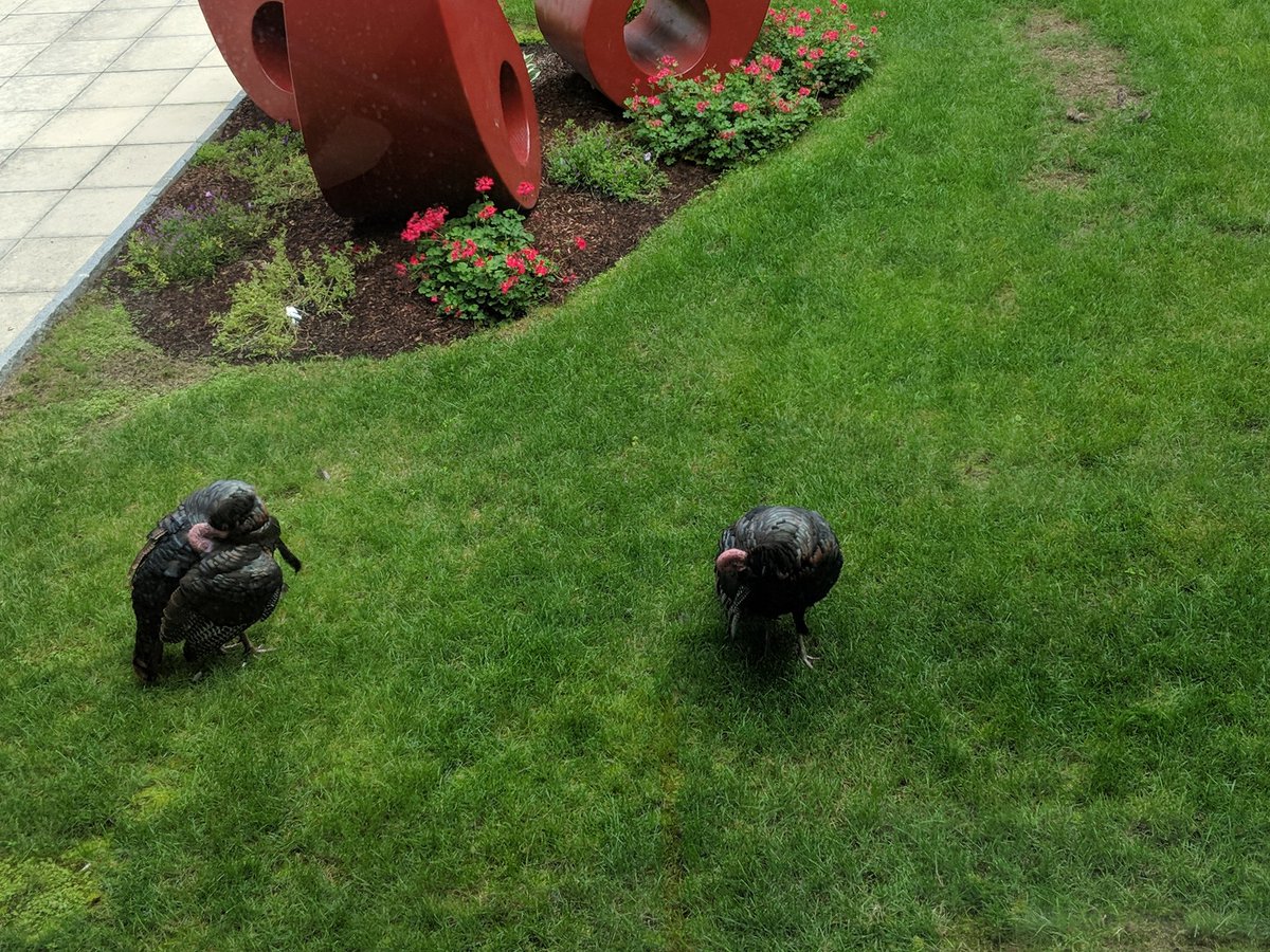 rbowen's tweet image. There are turkeys downstairs. #CentOSDojo